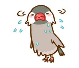 Chubby java sparrow sticker #335199