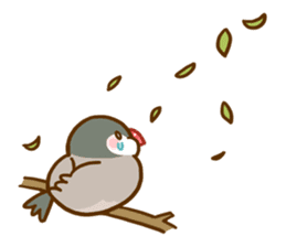 Chubby java sparrow sticker #335201