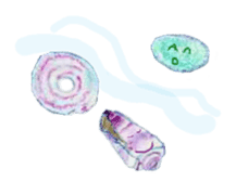 Dolphinstamps-Friends of the sea sticker #339365