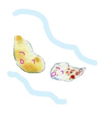 Dolphinstamps-Friends of the sea sticker #339374