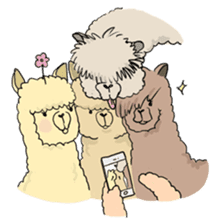 Team Alpaca sticker #346944