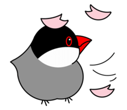 Love Bird Java sparrow sticker #357551