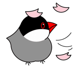 Love Bird Java sparrow sticker #357551