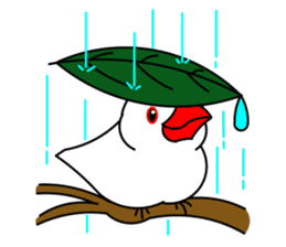 Love Bird Java sparrow sticker #357562
