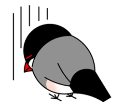 Love Bird Java sparrow sticker #357564