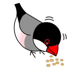 Love Bird Java sparrow sticker #357582