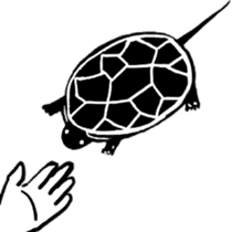Tortoise life sticker #360065