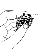 Tortoise life sticker #360085