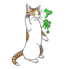 Tabby CATS sticker #364482