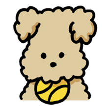 Yes, I am Toy Poodle sticker #381680