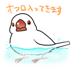 Javasparrow stickers sticker #383897