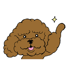 Let's talk with toy poodle!