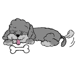 Let's talk with toy poodle! sticker #385907