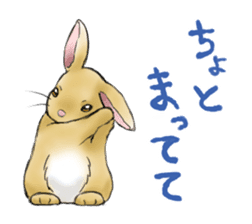 The feeling of a rabbit sticker #386618