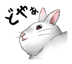The feeling of a rabbit sticker #386624