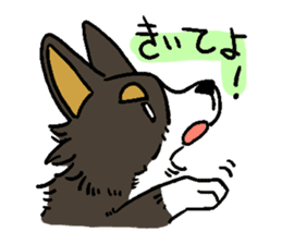 3 Corgi sticker #396442