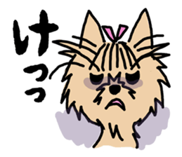 Cute yorkie sticker #397686