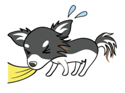 Long coat Chihuahua sticker #421614