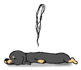 the Dachshund festival !! sticker #444897