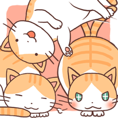 Cute orange tabby cat