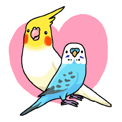 Budgerigar And Cockatiel By Kanmiq