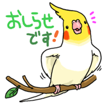 budgerigar and cockatiel sticker #467565