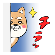 SHIBA!! sticker #473648