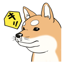 SHIBA!! sticker #473654