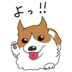 Full Corgi !!