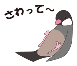 Java Sparrow sticker #503180