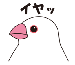 Java Sparrow sticker #503181