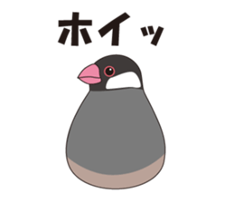 Java Sparrow sticker #503184