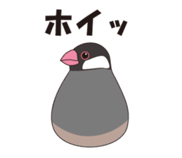 Java Sparrow sticker #503184