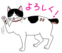 Miss Choiko, a calico cat. vol.2 sticker #507769