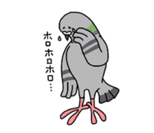 Pigeon sticker #509492