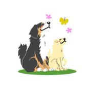 Bernese Mountain Dog sticker #516109