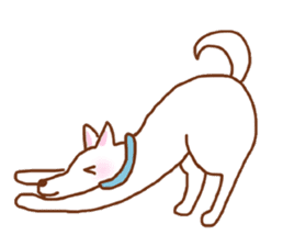 My lovely white dog Aru sticker #521808