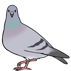 Cute Pigeon