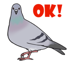 Cute Pigeon sticker #530050