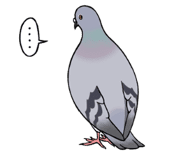 Cute Pigeon sticker #530054