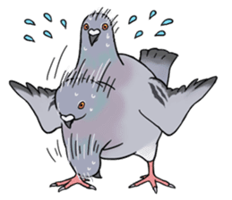 Cute Pigeon sticker #530055