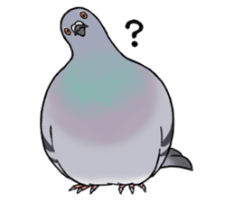 Cute Pigeon sticker #530056