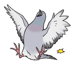 Cute Pigeon sticker #530057