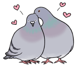 Cute Pigeon sticker #530058