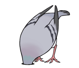 Cute Pigeon sticker #530059