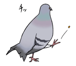 Cute Pigeon sticker #530060