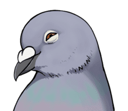 Cute Pigeon sticker #530065