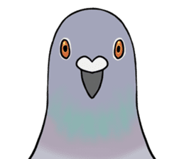 Cute Pigeon sticker #530066