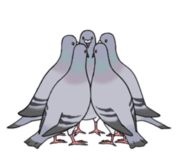 Cute Pigeon sticker #530083