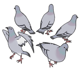 Cute Pigeon sticker #530084